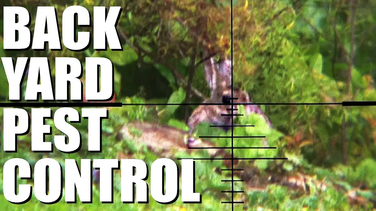 Pest Control With An Airgun